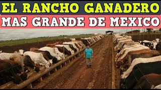 El Rancho ganadero mas grande de México [upl. by Ttayh]