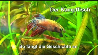 Der Film zum Kampffisch und Aquaristik mit Zwerggarnelen zur Aufklärung [upl. by Niac839]