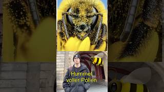 Hummel voll mit Pollen 🐝 [upl. by Whiney]