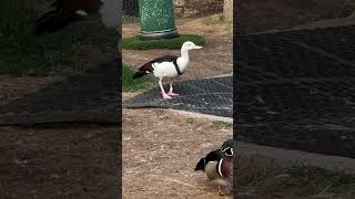 Blackbacked shelduckBirdSpecies Ducksduckside birdwatchinglife BirdLover [upl. by Luapnaes]