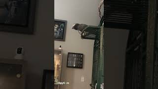 Merlin African grey timneh parrot having a good morning [upl. by Duffie378]