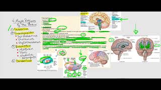 Lecture Video 12 The Brain [upl. by Louanna]