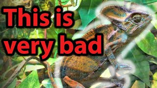 25 Signs your chameleon is SICK [upl. by Ahtram]