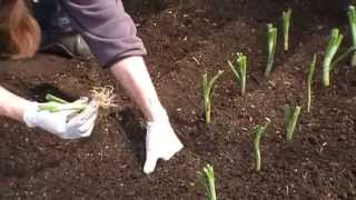 Vegetable Gardening Tips  How to plant walla walla onions [upl. by Sola580]