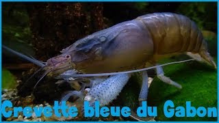 Atya gabonensis  Giebel 1875  Atyidae  Crevette bleue du Gabon  ParisFrance  122018 [upl. by Phineas]