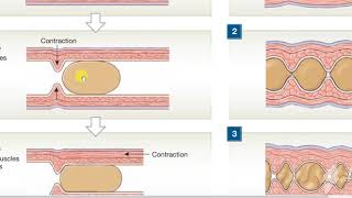 Peristalisis Vs Segmentation 2 [upl. by Kcaj]