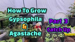 How to grow Gypsophila and Agastache part 3 [upl. by Lacym]