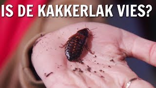 Is de kakkerlak vies  De Buitendienst over Insecten [upl. by Lrigybab]