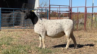 Whetstone 2236 Bred Fullblood Ewe [upl. by Lekram388]