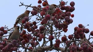 Winter waxwings [upl. by Nohs47]