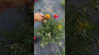 Pick flowers so beautiful shortvideo horticulture horticulturelife gardenflower nature [upl. by Haem552]