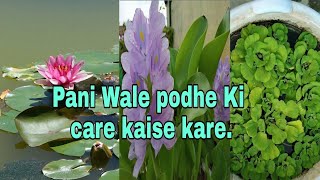 How to care Aquatic plants care tips for water plants  Hindi Urdu [upl. by Asyl]