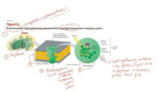 Photosystem 5 [upl. by Sapowith376]