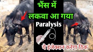 भैंस में लकवा रोग का इलाज  Paralysis in buffao  bhains me paralysis rog ka ilaj  hada vets club [upl. by Akilegna991]