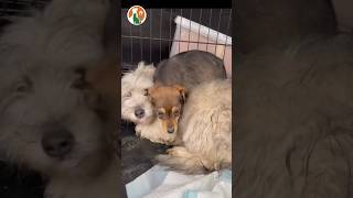 Rescue the two dogs trapped at the foot of the hill pets rescuedog doglover rescue [upl. by Ecirtahs]