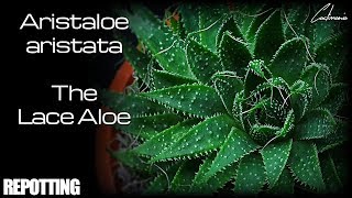 Repotting my Aristaloe Aristata  The Lace Aloe [upl. by Reifel]