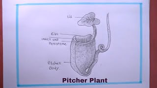 How To Draw Pitcher Plant Step By StepPitcher Plant Drawing [upl. by Cohlette]