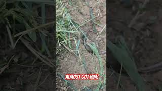 Field mouse missed by mower oldironfinder shorts youtubeshorts [upl. by Dnalyk877]