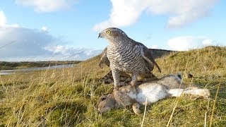 Hunting Rabbits with a Goshawk Falconry SB2 [upl. by Aierdna798]