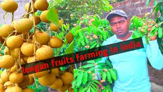 longan fruits farming in indiaSarika nursery [upl. by Waterman814]