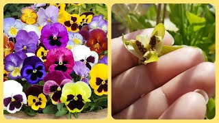 462Pansy seed collection kaise kareHow to collect Pansy seeds🌾🌱🌻 [upl. by Studley416]