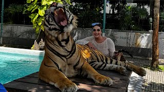 THE BEST ROAR EVER  TIGER PARK THAILAND🐯 FIRST TIME MENE TIGER KO TOUCH KIA 🙀 OMG [upl. by Tanberg]