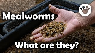 Mealworms what are they [upl. by Sinnaoi]