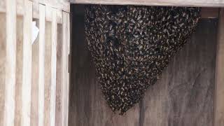 Apis dorsata swarm [upl. by Bensen240]