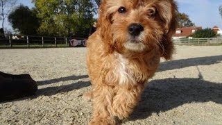 Walter  Cavapoo  4 Weeks Residential Dog Training [upl. by Esinaej]