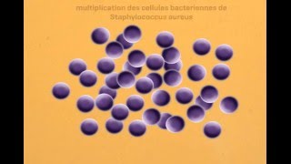 Staphylococcus Aureus Virulence Factors  facteurs de virulence  part 1 [upl. by Tniassuot]