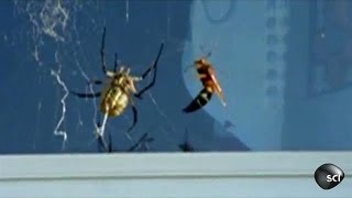 Wasp Vs Spider  Outrageous Acts of Science [upl. by Mulderig]