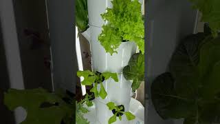 Tower Garden 1  Lettuce and Herbs [upl. by Elita291]