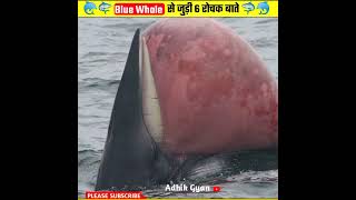 Surprising facts of blue whale fish  Amazing fact [upl. by Rotce]