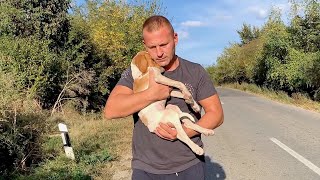 Rescue recovery and adoption of abandoned lonely puppy [upl. by Esdras]