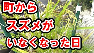 【地球温暖化？】スズメ対策に有効な方法はどれ？ でもあれ？ [upl. by Estren36]