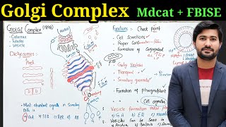 Understanding the Golgi Apparatus and Cell Organelles  Class 11 Biology  Irtisams Biology [upl. by Marlie]