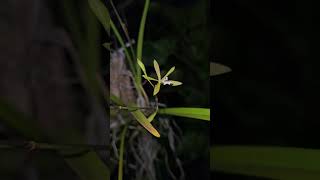 Encyclia linearifolioides orchidgarden nature orchidworld orchids orchid naturephotography [upl. by Werdnaed878]