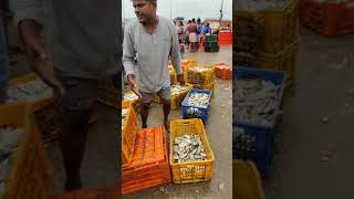 Palaverkadu Whole Sale Fish Market [upl. by Rollo]