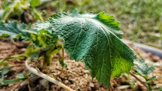 This plant has lotni leaves from which mustard oil is made [upl. by Nahtnaoj]