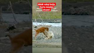 Minik vahşi boğa kurta kafa tutuyor [upl. by Stilu]