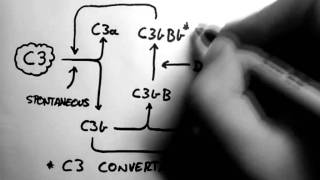 Complement 2  Alternative Pathway [upl. by Eresed]