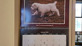 Central asian shepherd puppy calendar Sale alabai [upl. by Sissie]