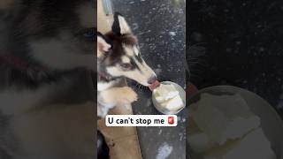 My Dog’s Snack Attack 🚨 shorts dog husky rottweiler trendingsongs [upl. by Reneta]