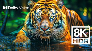 WILD WORLD DOLBY VISION™  EXTREME COLORS 8K HDR [upl. by Batory876]