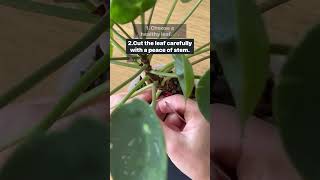 Variegated Money Tree Pilea LEAF rooting guide❗️plantcare plants shorts viralshorts subscribe [upl. by Tuesday]