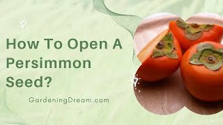 How To Open A Persimmon Seed [upl. by Eciryt347]