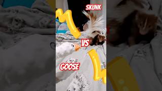 Skunk Vs Goose petskunk pokemon animals pets [upl. by Stav]