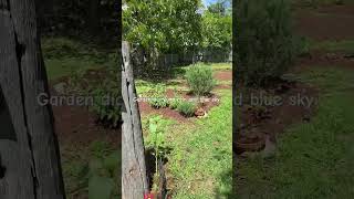 Garden diary blue skies again But return of weeds and grass in the beds backyardgarden garden [upl. by Tebasile]