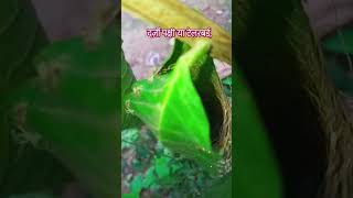 दर्जिन पक्षी 🌱🐦Master nest building nature tailorbird shorts [upl. by Acirema]