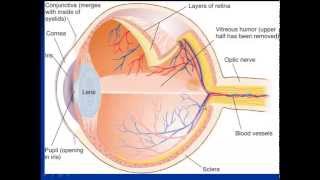 vision Biopsychology [upl. by Proulx]